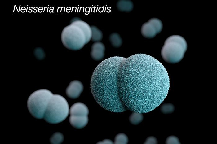 腦膜炎雙球菌Neisseria meningitidis